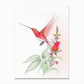 Allen S Hummingbird Quentin Blake Illustration Canvas Print