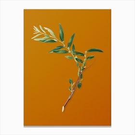 Vintage Jujube Botanical on Sunset Orange n.0084 Canvas Print