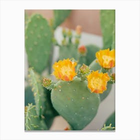 New Mexico Cactus IV on Film Canvas Print