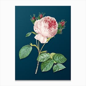 Vintage Centifolia Roses Botanical Art on Teal Blue n.0300 Canvas Print