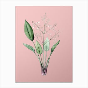Vintage European Water Plantain Botanical on Soft Pink n.0400 Canvas Print