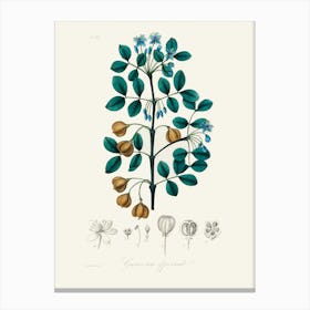 Vintage Botanical John Stephenson and James Morss Churchill Art Print_2731669 Canvas Print