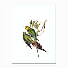 Vintage Black Tailed Parakeet Bird Illustration on Pure White n.0331 Canvas Print