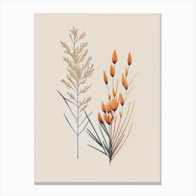 Ephedra Spices And Herbs Retro Minimal 1 Canvas Print