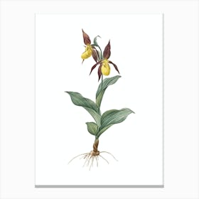Vintage Lady's Slipper Orchid Botanical Illustration on Pure White n.0755 Canvas Print