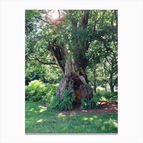 Tree In The Forest Canvas Print