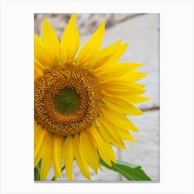 Floral yellow sunflower - summer flower nature and travel photography by Christa Stroo Photography Canvas Print