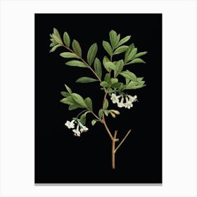 Vintage White Honeysuckle Plant Botanical Illustration on Solid Black Canvas Print