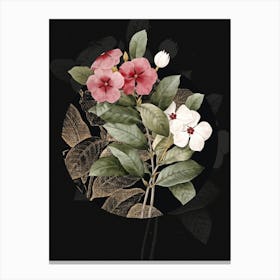 Vintage Botanical Periwinkle Pervenche on Circle Black on Black n.0335 Canvas Print