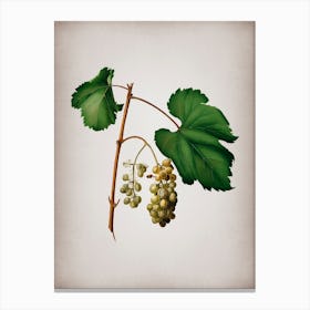 Vintage Friulli Grape Botanical on Parchment n.0275 Canvas Print