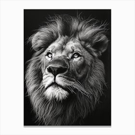 Barbary Lion Charcoal Drawing Portrait Close Up 2 Canvas Print