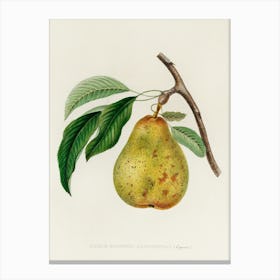 Pear fruit Canvas Print