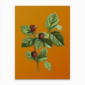 Vintage Carolina Allspice Flower Botanical on Sunset Orange n.0164 Canvas Print