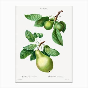 Pear, Joseph Pierre Redoute Canvas Print