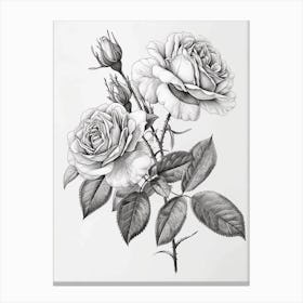 Roses Sketch 45 Canvas Print