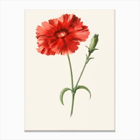 Carnation 1 Canvas Print