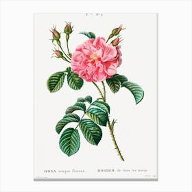 Ever Blowing Rose, Pierre Joseph Redoute Canvas Print