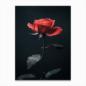 Single Red Rose 10 Canvas Print