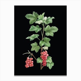 Vintage Redcurrant Plant Botanical Illustration on Solid Black n.0216 Canvas Print
