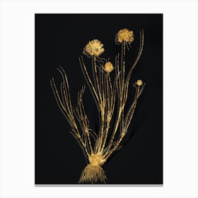 Vintage Allium Globosum Botanical in Gold on Black Canvas Print