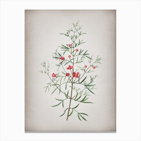 Vintage Boronia Pinnata Botanical on Parchment n.0971 Canvas Print