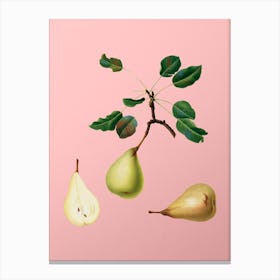 Vintage Pear Botanical on Soft Pink n.0322 Canvas Print