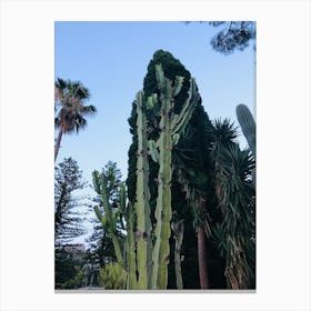 Cactus Garden Canvas Print