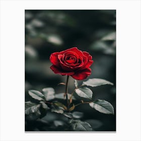 Red Rose 15 Canvas Print