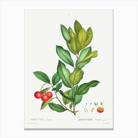 Strawberry Tree, Pierre Joseph Redoute Canvas Print