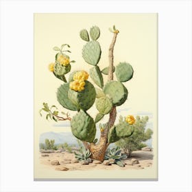Vintage Cactus Illustration Lemon Ball Cactus 1 Canvas Print
