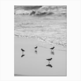Birds On The Beach Canvas Print