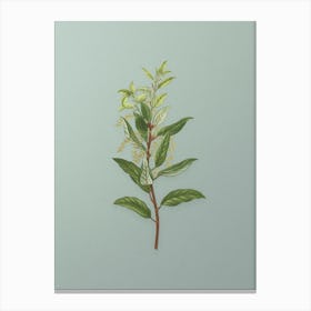 Vintage Evergreen Oak Botanical Art on Mint Green n.0720 Canvas Print