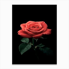 Red Rose 29 Canvas Print