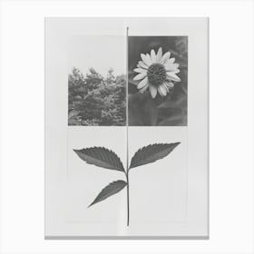 Marigold Flower Photo Collage 1 Canvas Print