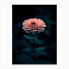 Pink Dahlia Canvas Print