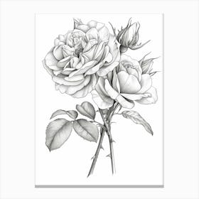 Roses Sketch 13 Canvas Print