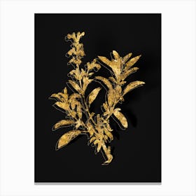 Vintage Garden Sage Botanical in Gold on Black n.0437 Canvas Print