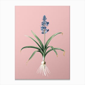 Vintage Scilla Patula Botanical on Soft Pink n.0966 Canvas Print