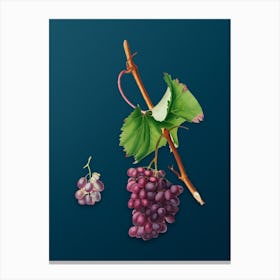 Vintage Grape Barbarossa Botanical Art on Teal Blue Canvas Print