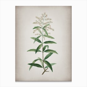 Vintage Lemon Verbena Branch Botanical on Parchment n.0457 Canvas Print