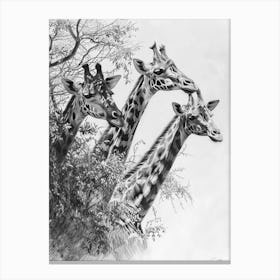 Herd Of Giraffe By The Tree 2 Canvas Print