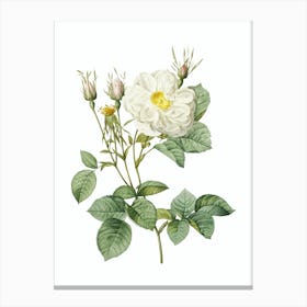 Vintage White Rose of York Botanical Illustration on Pure White n.0362 Canvas Print