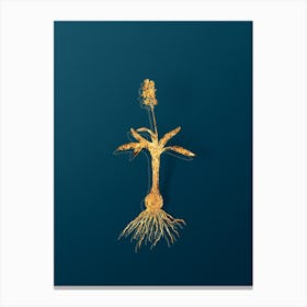 Vintage Scilla Lingulata Botanical in Gold on Teal Blue Canvas Print