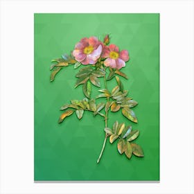 Vintage Shining Rosa Lucida Botanical Art on Classic Green Canvas Print