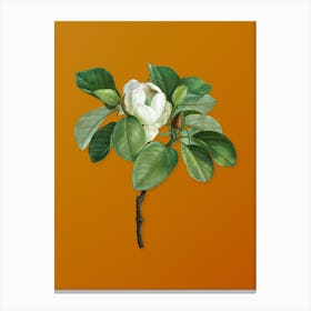 Vintage Magnolia Elegans Botanical on Sunset Orange n.0822 Canvas Print