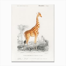 Giraffe (Giraffa Camelopardalis), Charles Dessalines D' Orbigny Canvas Print