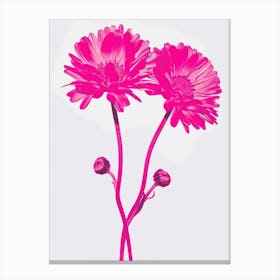 Hot Pink Calendula 2 Canvas Print