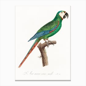 The Blue Winged Macaw From Natural History Of Parrots, Francois Levaillant 1 Canvas Print