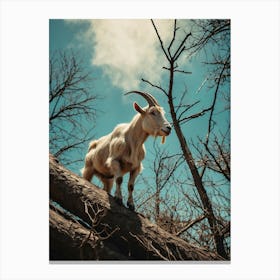 Goat On A Tree Canvas Print