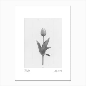 Tulip Botanical Collage 1 Canvas Print